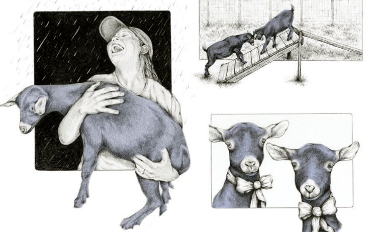 Haley's goats © 2011 Cheryl Sheeler.